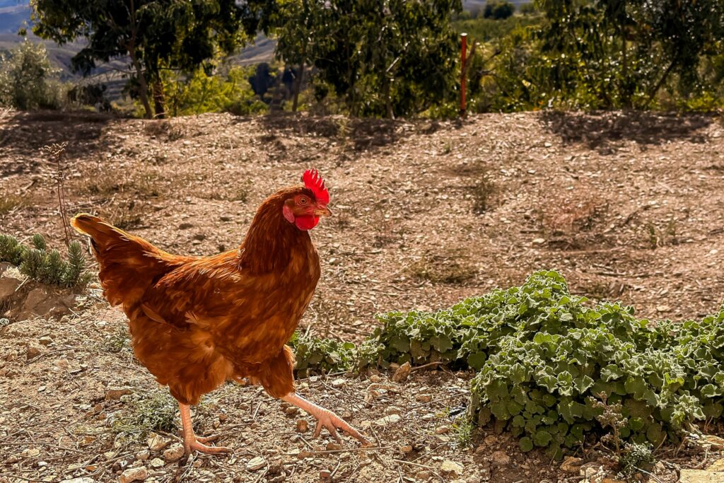 10 motivos por los que hacer una escapada a la Alpujarra para desconectar cuando ya no puedes más